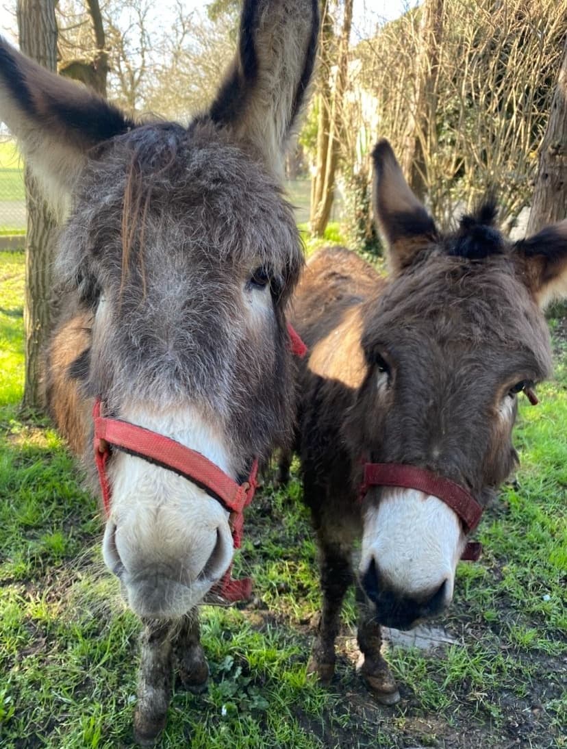 Asini alla Fattoria Asino Gino