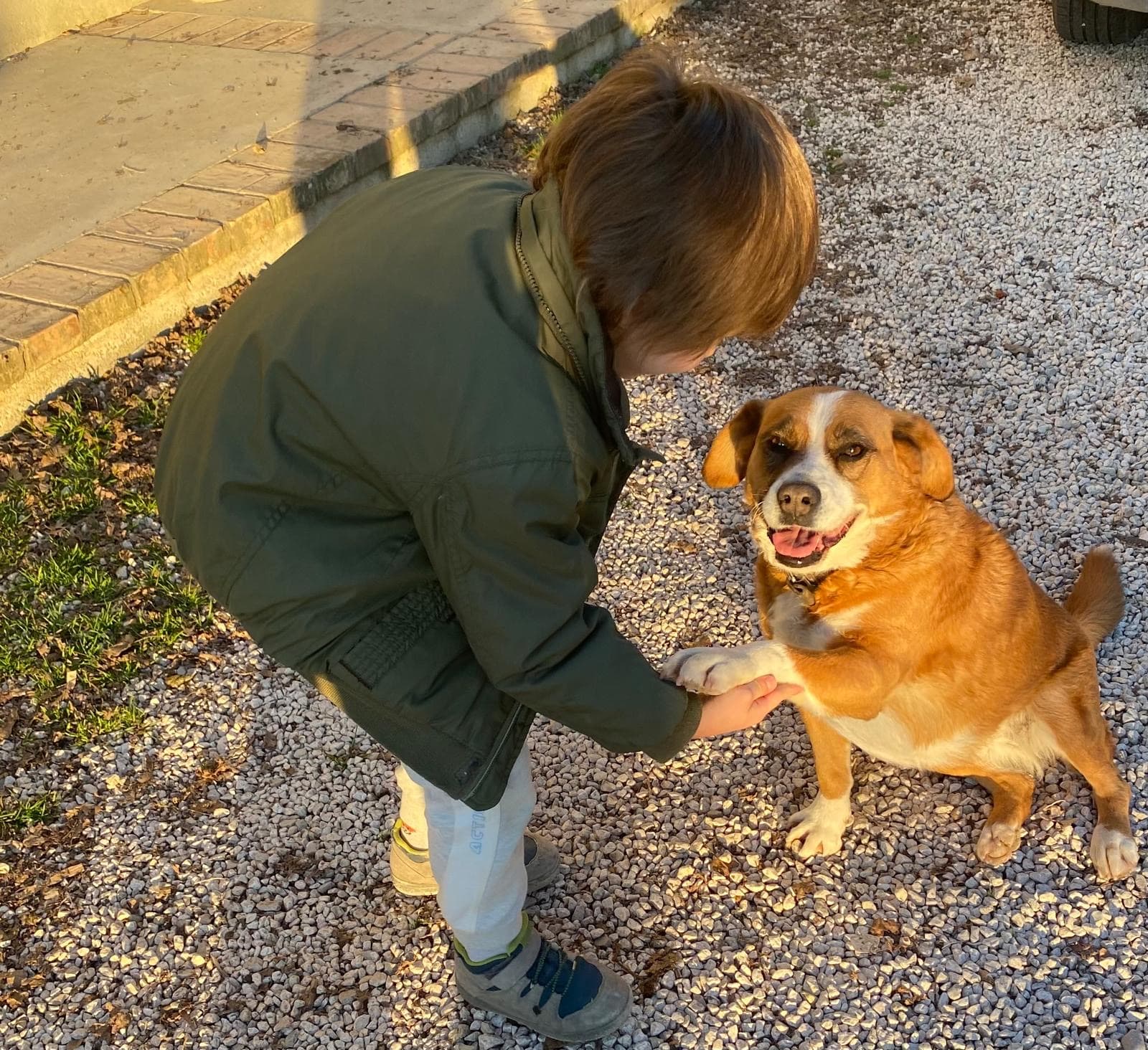 Cane alla Fattoria Asino Gino