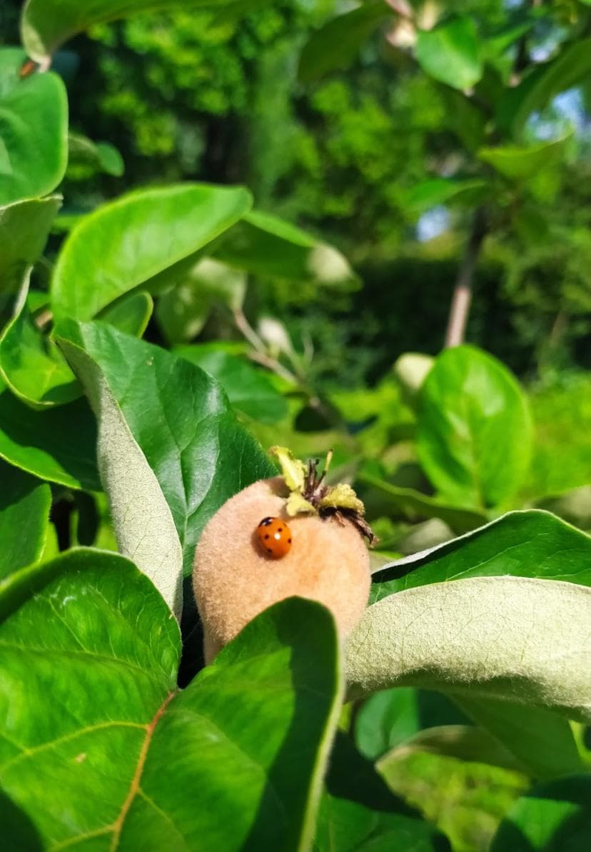 Asino dalle Mille Risorse alla Fattoria Asino Gino