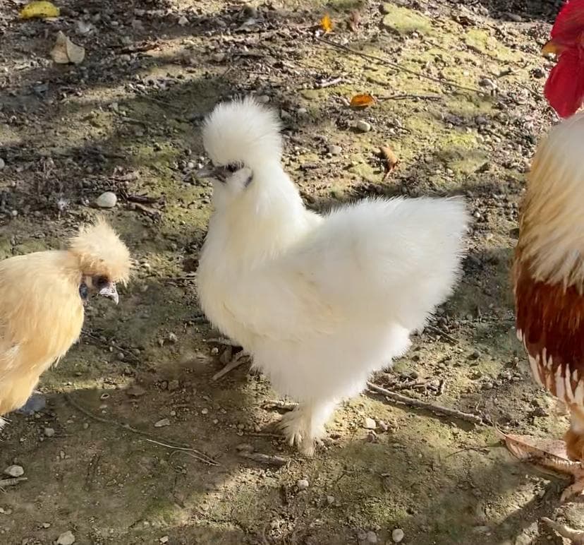 Nasce Prima l'Uovo o la Gallina alla Fattoria Asino Gino