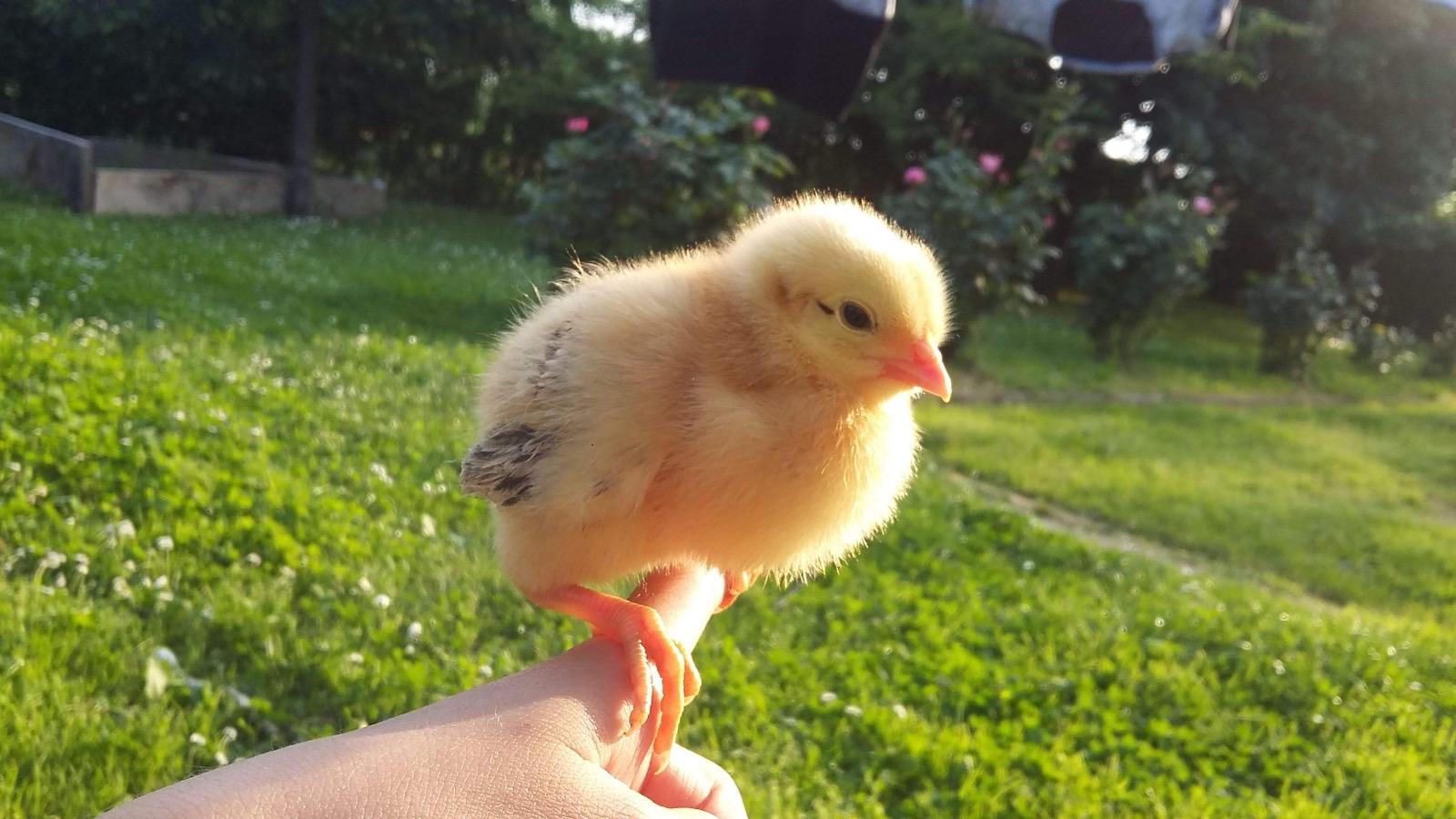 Fattoria Asino Gino sfondo